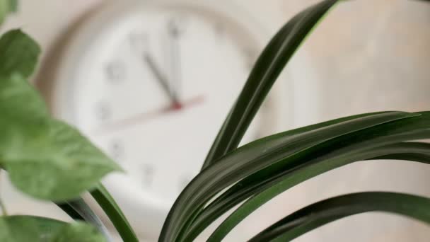 Wall Clock Shows Hours Focus Transfer Houseplant Clock — стоковое видео