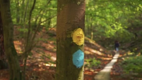 Trail Marking Tree Camera Dolly Movement Some Hikers Walking Foot — Stock Video