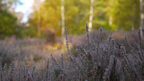 Close Shot Frozen Heather Glimmering Icy Crystals Morning Sun — Stock video