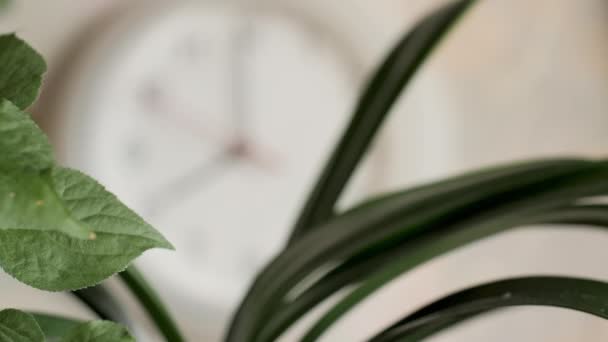 Wall Clock Shows Hours Focus Transfer Houseplant Clock — Stockvideo
