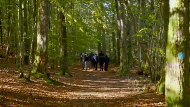 Group Black Dressed People Walking Beech Forest Together Group Walking — Video Stock