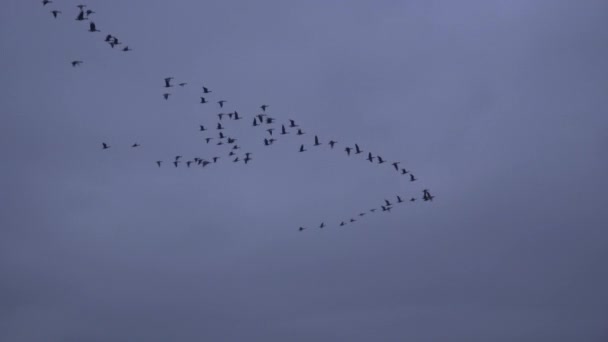 Geese Πετάει Πάνω Σχηματισμό Μπλε Ώρα Πάνινγκ Από Αριστερά Προς — Αρχείο Βίντεο