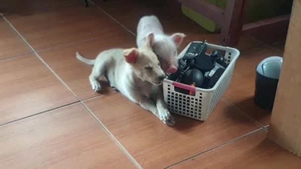 Labrador Retriever Puppy Teething Gnawing Wires Cables Piglet Wants Join — Stok video