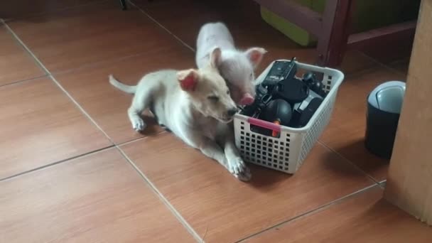 Labrador Retriever Puppy Teething Gnawing Wires Cables Piglet Wants Join — стоковое видео