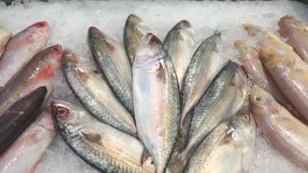 Variety Fish Crushed Ice Displayed Wet Section Supermarket — Vídeo de stock