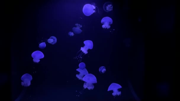 Gropu Purple Glowing Jellyfish Medusa Swimming Dark Blue Water — Stockvideo