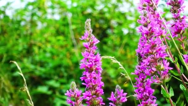 Bee Collecting Pollen Beautiful Purple Flowers — Vídeo de stock