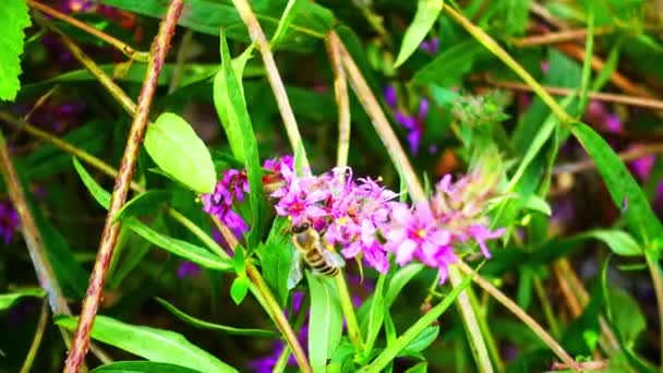 Bee Collecting Pollen Beautiful Purple Flowers — Video Stock