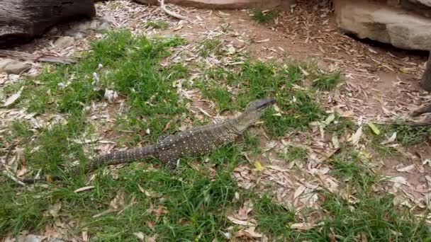 Australian Goanna Moving Climbing Rocks While Flicking Tongue — Stockvideo