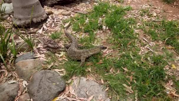 Australian Goanna Moving Climbing Rocks While Flicking Tongue — Vídeo de stock