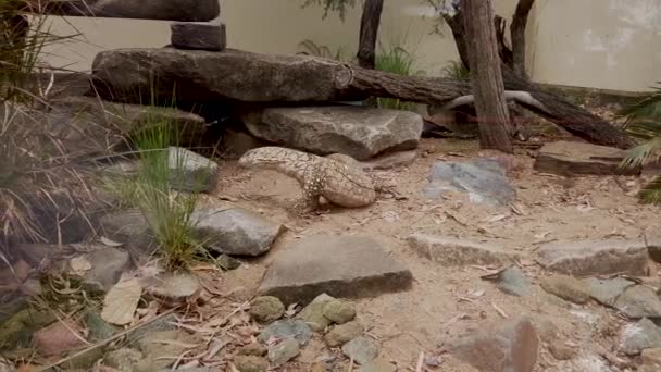 Australian Goanna Moving Climbing Rocks While Flicking Tongue — Stockvideo
