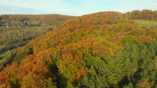 Flying Forest Golden Day October Autumn Colors — Video Stock