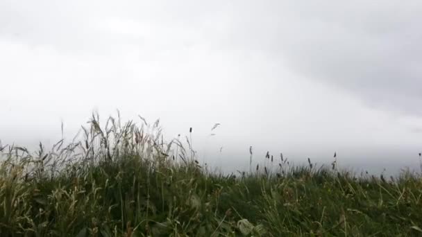 Close Grass Windy Storm Rolls — Stock video