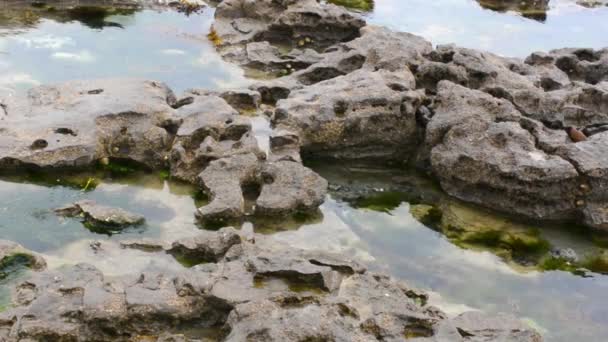 Rocky Pools Water Moss Cloudy Day Close — Αρχείο Βίντεο