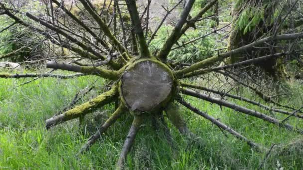 Chopped Tree Trunk Pinwheel Limbs Medium — Stock video