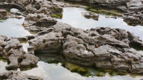 Rocky Pools Water Moss Cloudy Day Close — 图库视频影像