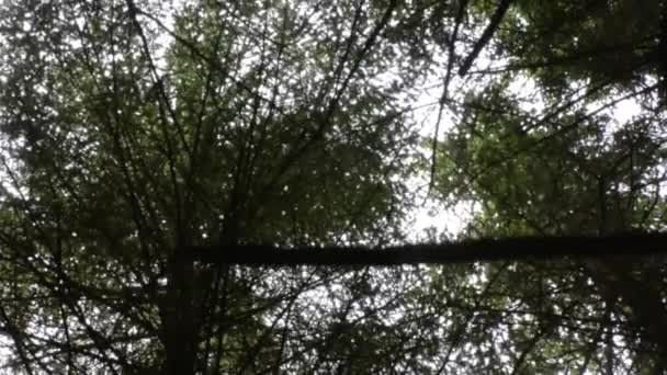 Skinny Tree Branch Dark Forest Out Focus — Stock video