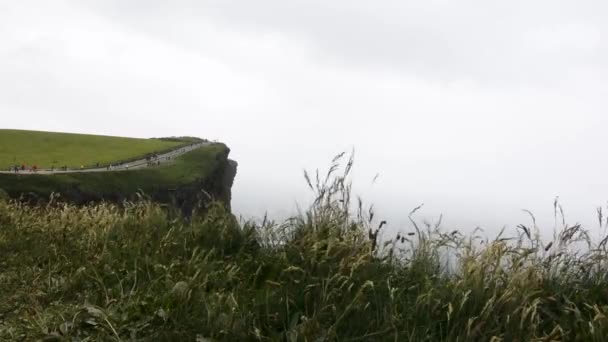 Close Grass Windy Storm Rolls Cliffs Moher Ireland — стокове відео