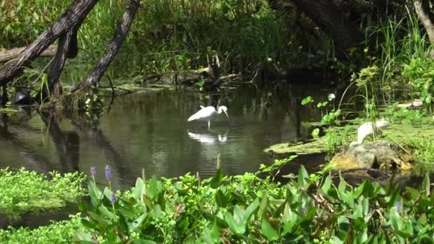 White Ibis Kelly Park Close Orlando Apopka Florida — Stok Video