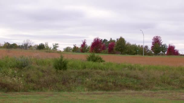 Tall Grass Bushes Blow Lightly Wind Cloudy Day Red Trees — Stok video