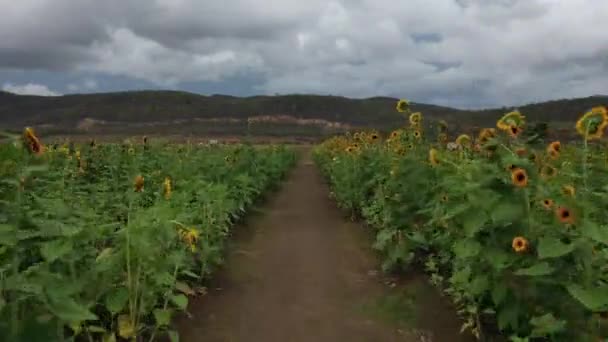 Aerial Drone Footage Sunflower Field — Stockvideo