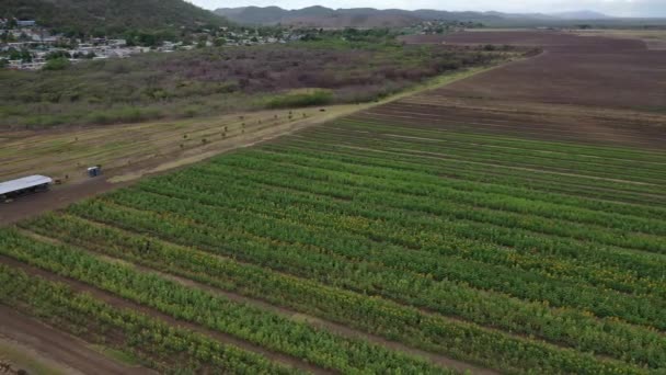Aerial Drone Footage Sunflower Field — Video Stock