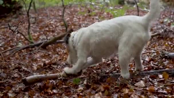 Small Female Jack Russell Dog Playing Big Stick — Video Stock
