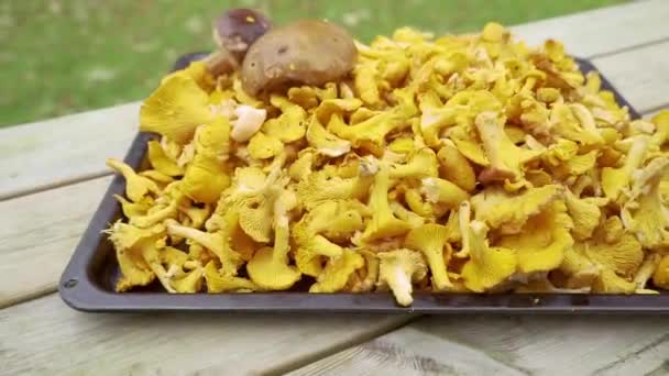 Big Plate Mushrooms Wide Shot Fresh Chanterelles Many Mushrooms Laying — Stockvideo