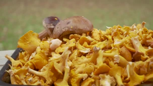 Close Shot Big Pile Chanterelles Laying Black Plate Freshly Picked — ストック動画