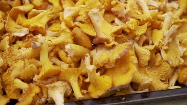 Big Plate Golden Chanterelles Close Shot Fresh Mushrooms Just Have — Stok video