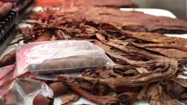 Dried Cured Tobacco Leaves — Vídeo de Stock