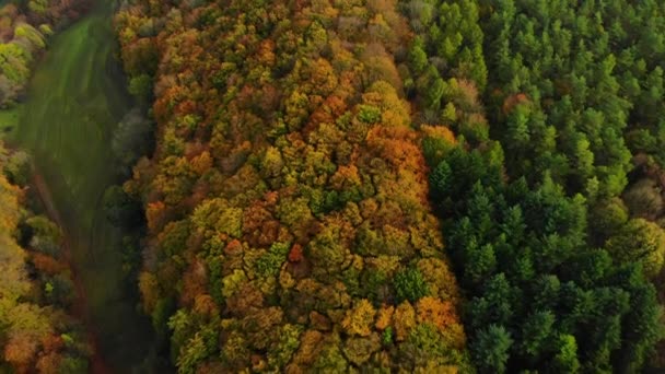 Drone Flight Beautiful Autumn Colored Forest Autumn Landscape — Vídeo de Stock