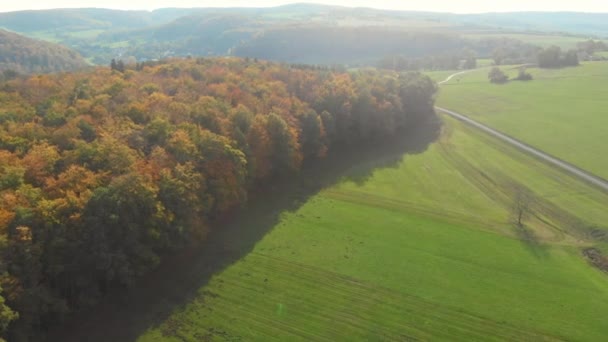 Drone Flight Beautiful Autumn Colored Forest Autumn Landscape — 图库视频影像