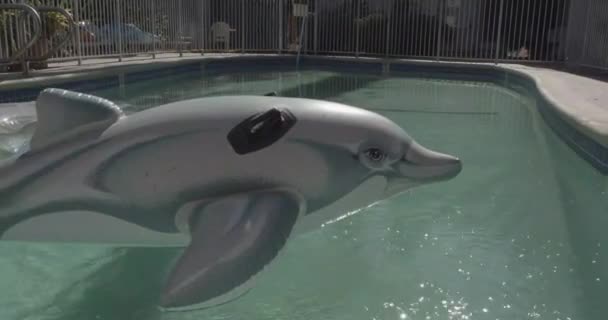Dolphin Pool Toy Floats Sun Drenched Ripples — Stockvideo