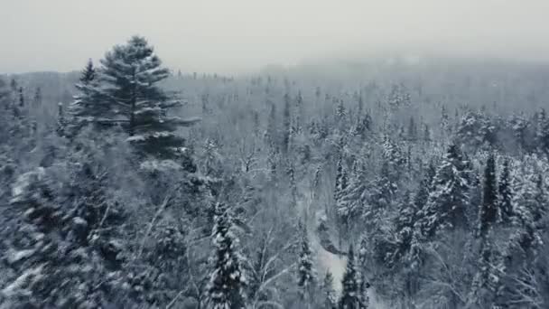 Foggy Winter Landscape Drone Flying Mountains Trees — Αρχείο Βίντεο