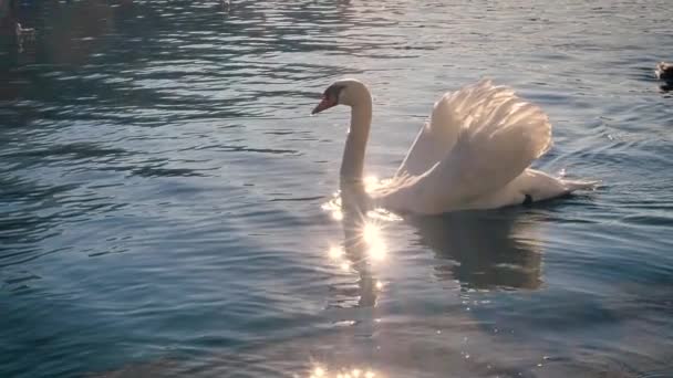 Swan Swimming Lake Ducks Further Back Reflections Sun Water Slow — Wideo stockowe