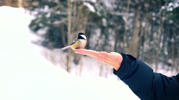 Sparrow Feeding Grains Palm Person Flies Away Isolated Background Covered — Video