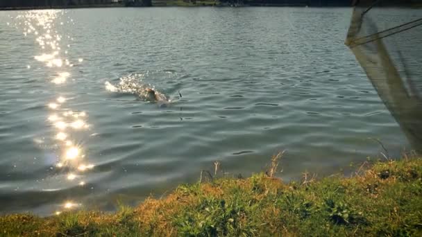 Catch Fish Handheld Fishing Net Shore Lake Grass Edge Reflections — Stockvideo