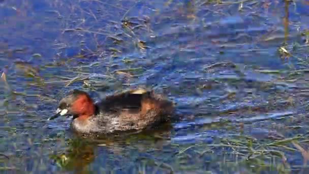 Little Grebe Dabchick Water Bird Surface Weedy Lake Knysna — Stock video