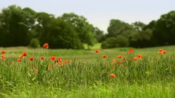 Meadow Green Fresh Grass Trees Poppies Foreground — Stok video