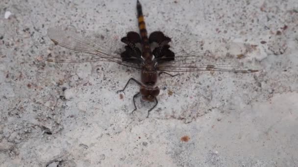 Big Dragonfly Lands Concrete — Wideo stockowe