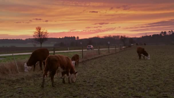 Cattle Horses Countryside Field Sunrise Sunset — Wideo stockowe
