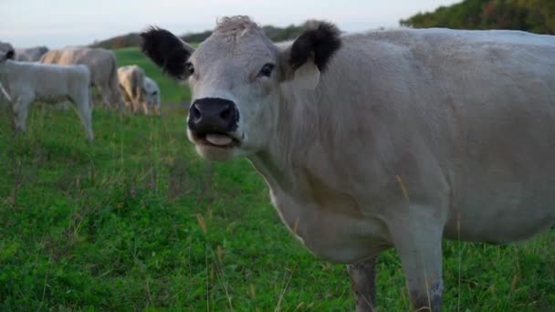 White Cow Field Stares Camera While Chewing Its Cud — 图库视频影像