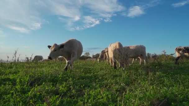 White Cattle Field Standing Golden Afternoon Sun — Vídeo de Stock
