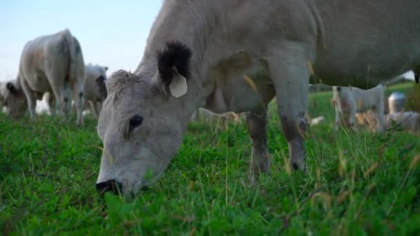 White Cow Eats Grass Pasture Slow Motion — Stock video