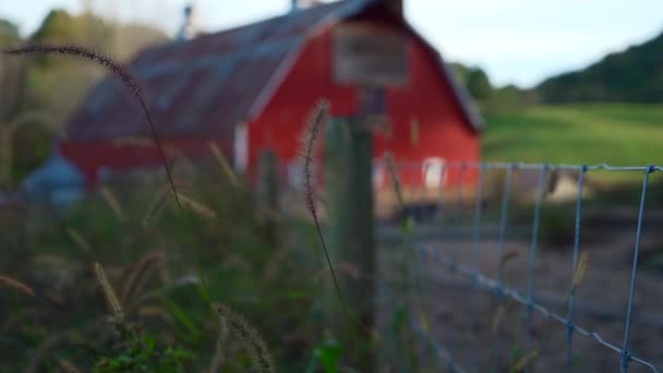 Wheat Blows Gently Front Red Country Barn — Stok video