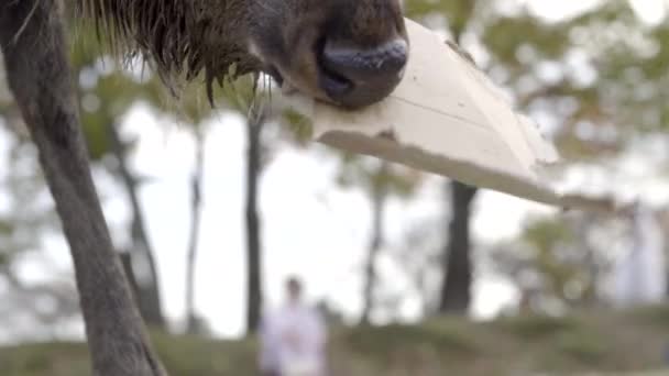 Male Japanese Sika Deer Buck Chewing Cardboard Packaging Nara Park — Vídeos de Stock