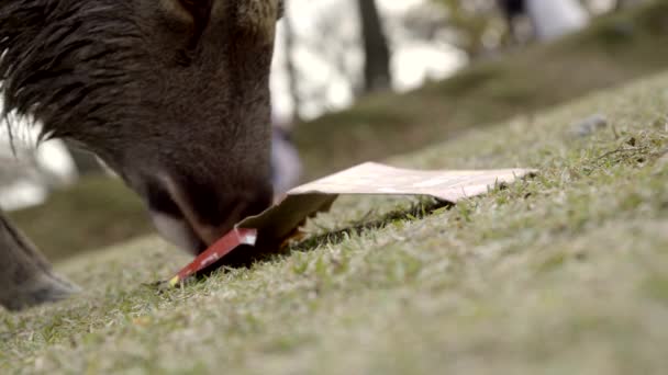 Male Japanese Sika Deer Buck Chewing Cardboard Packaging Nara Park — Stok video