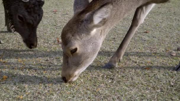 Japanese Sika Deer Buck Doe Grazing Animal Feed Nara Park — Stok video