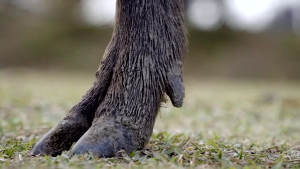 Dirty Sika Deer Hoof Nara Park Moving Left Close — Stockvideo